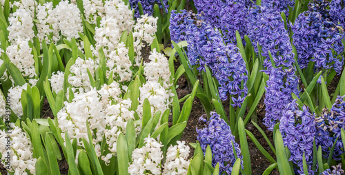 Obraz na płótnie White and blue hyacinths in the garden.
