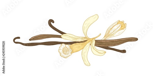 Botanical drawing of vanilla blossom or flower and fruits or pods isolated on white background. Natural aromatic spice or condiment. Realistic vector illustration hand drawn in elegant antique style.