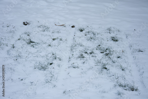 snow with grass in Bistrita, Romania, 2019, winter