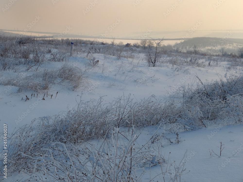 dry plants, trees, a field covered with freshly sparking snow, winter landscape dry plants, trees, a field covered with freshly sparking snow, winter landscape