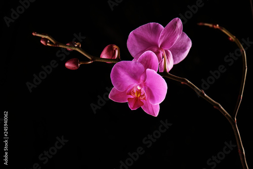Bild auf Leinwand Orchids flowers on banch on black background.