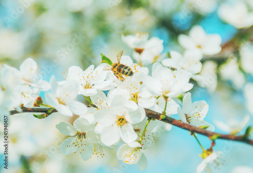 flowers Honey bee flying Spring abstract scenes.