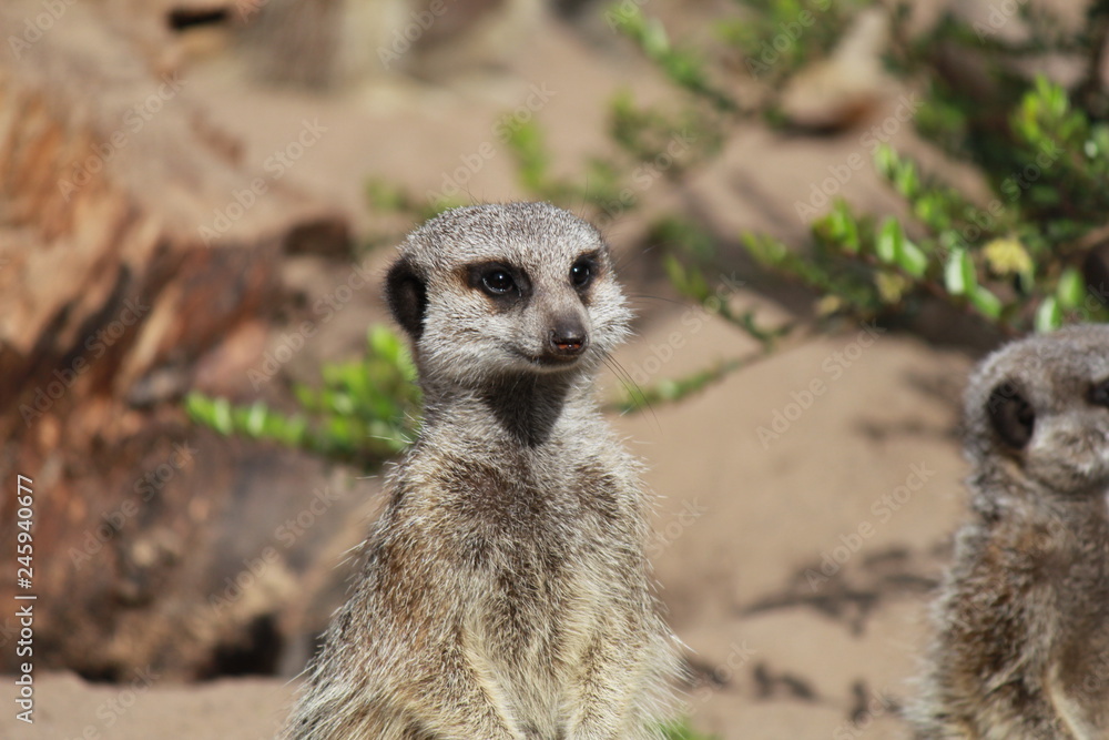 a meerkat closeup in the brown fields in summer a meerkat closeup in the brown fields in summer
