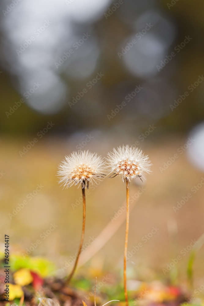 Two dandelion flowers in autumn. The little stars want to fly soon.