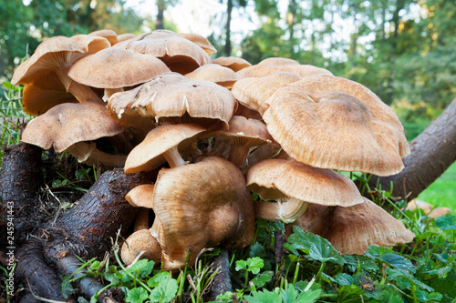 Mushrooms growing in yard close-up