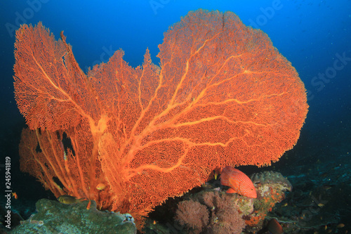 Fish on underwater coral reef 