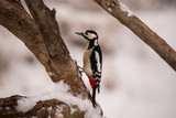 Great spotted Woodpecker in wintersnow