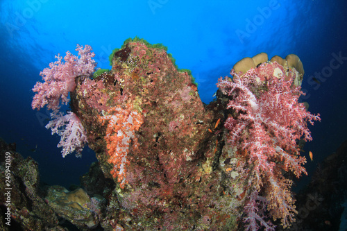 Fish on underwater coral reef  © Richard Carey