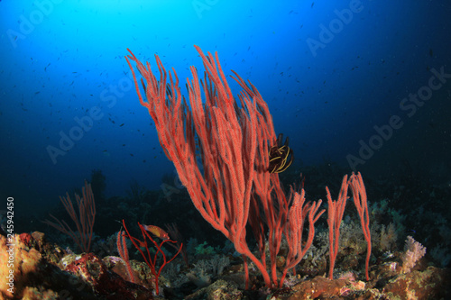 Fish on underwater coral reef 