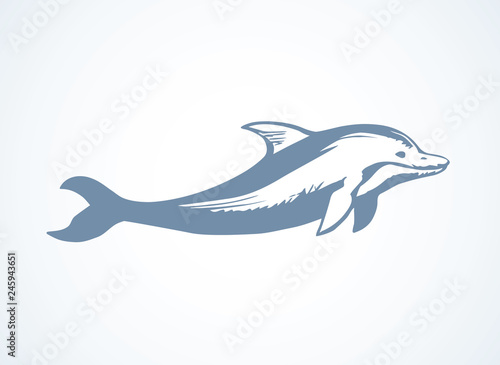 Dolphin. Vector drawing