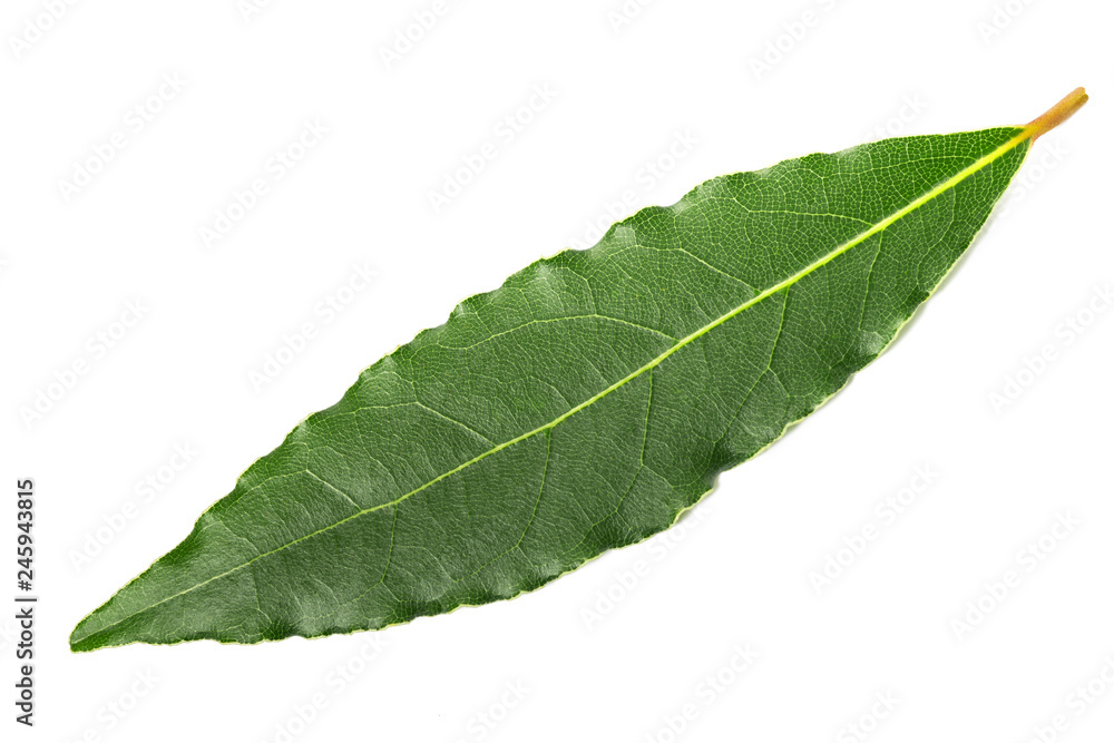 laurel leaf laurel leaf