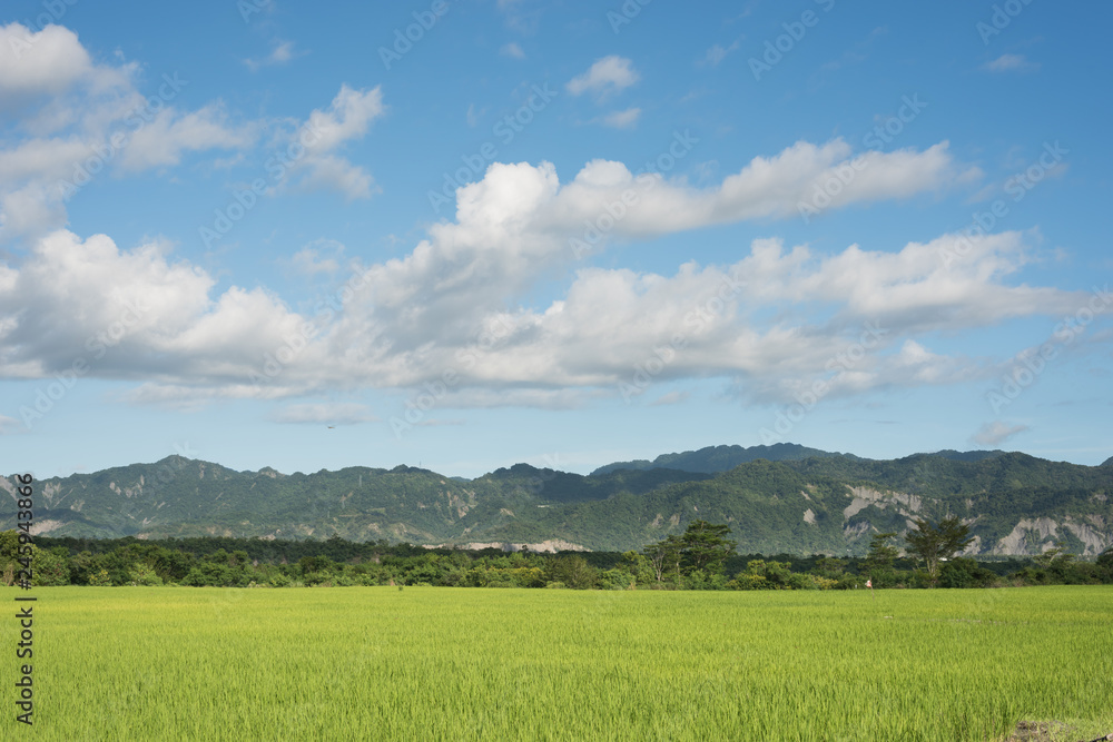 green paddy farm