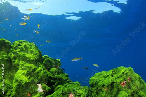 Green Algae, fish and blue ...