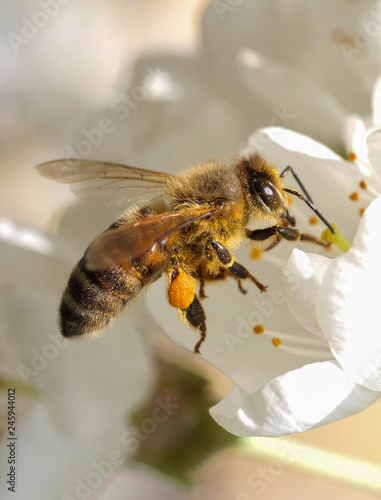 Bee at work © Scisetti Alfio