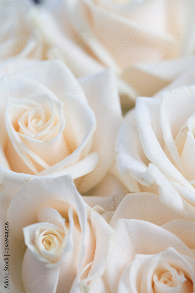 Obraz premium Elegant close up of a white rose background