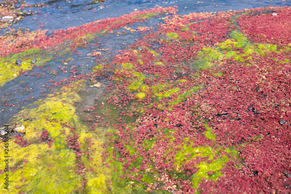 colorful red azolla