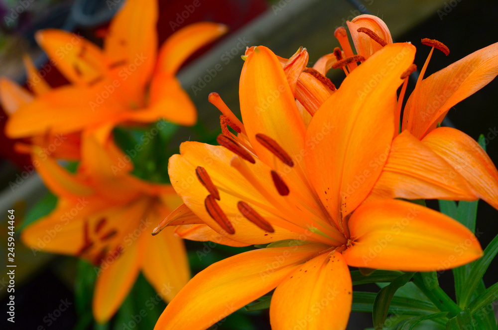 Flower Orange Lirio Flower Orange Lirio