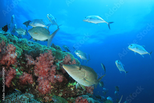 Fototapeta Naklejka Na Ścianę i Meble -  Tuna and sardines fish in ocean