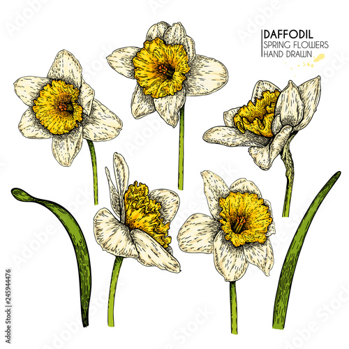Hand drawn set of colored daffodil or narcissus flowers. Vector engraved art. Spring garden blossoms. Monocrome sketch. Good for wedding card, party decoration, greeting flyer, poster, banner design.