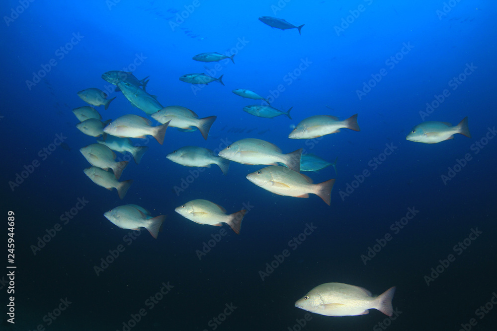 Obraz premium Fish on underwater coral reef 