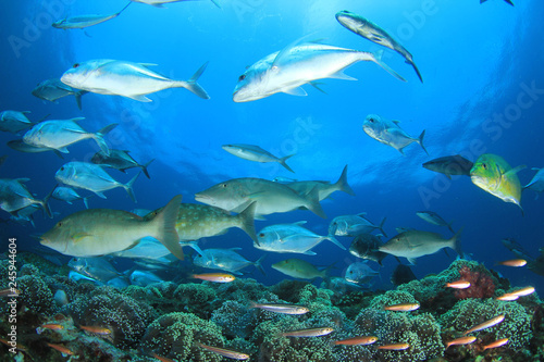 Tuna and sardines fish in ocean © Richard Carey