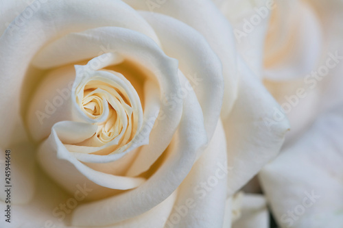 Elegant close up of a white rose background