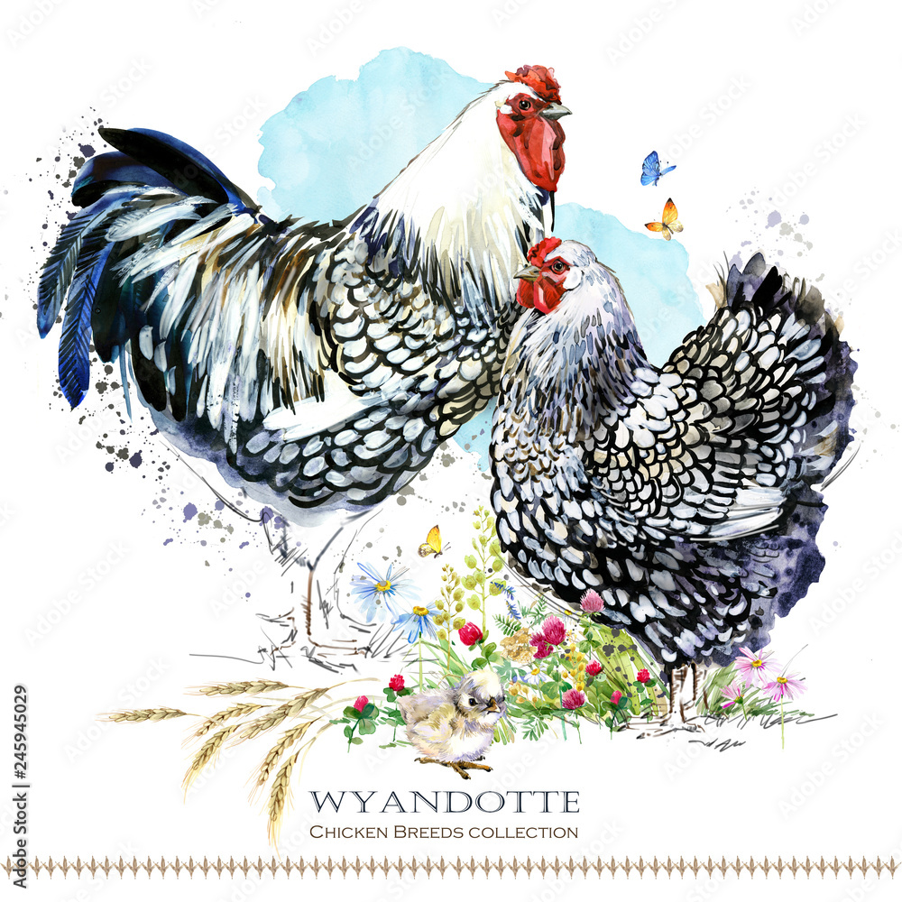 Wyandotte Chicken breed. Poultry farming. domestic farm bird watercolor