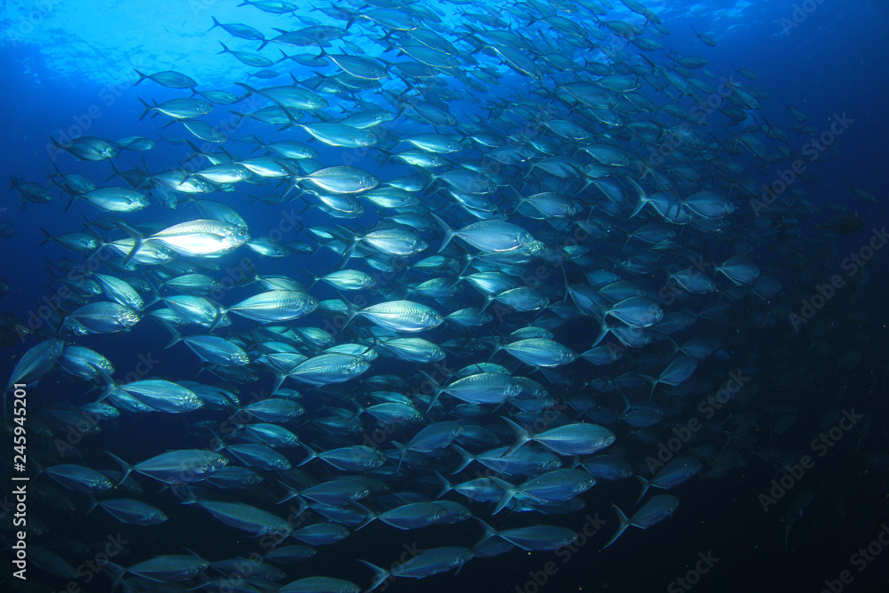 Tuna and sardines fish in ocean