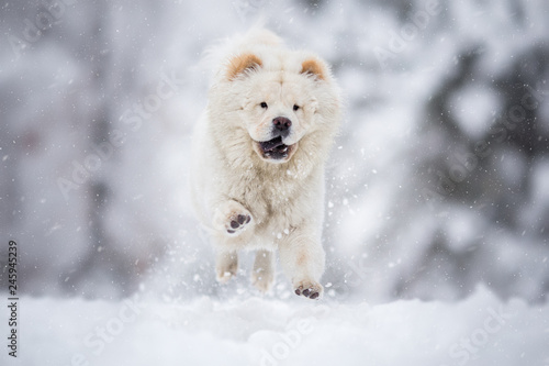 Chow Chow Running on winter snowy day