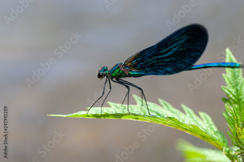  Dragonfly Wing Animal © Ali Tellioglu