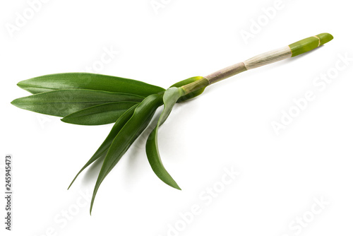 Fototapeta Naklejka Na Ścianę i Meble -  orchid  branch