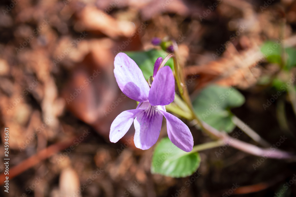 Some wild violet flowers blooming in the woods Some wild violet flowers blooming in the woods