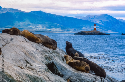 Seelöwen im Beagle-Kanal vor Ushuaia
