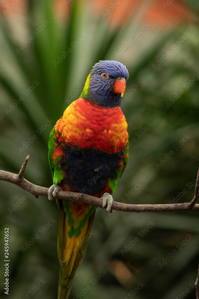 Obraz premium Lori, small Parrot