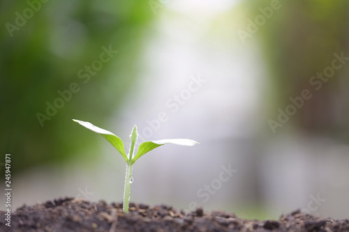 Young green plant growing