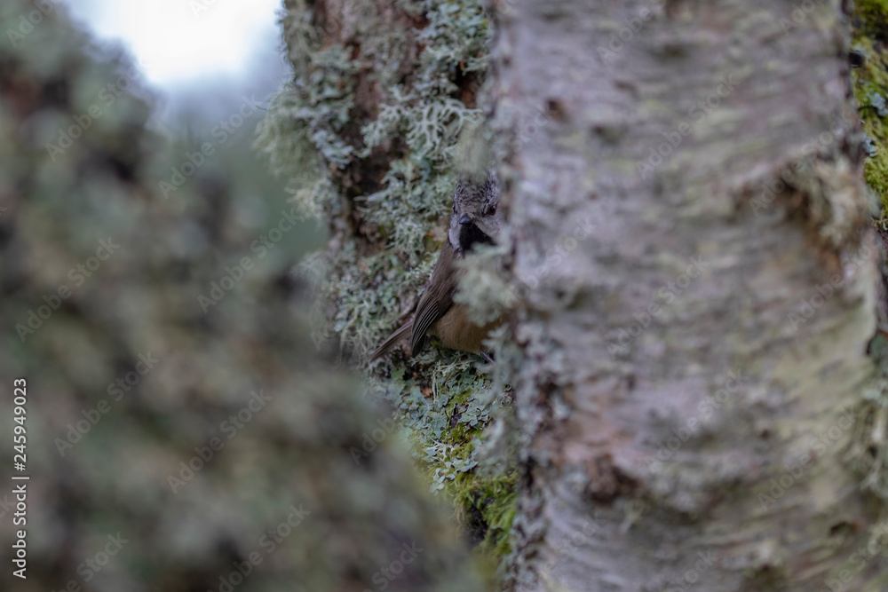 Obraz premium Crested tit, Lophophanes cristatus, passerine bird, perched and hidden on birch tree and lichen during snowless winter in scotland during january.