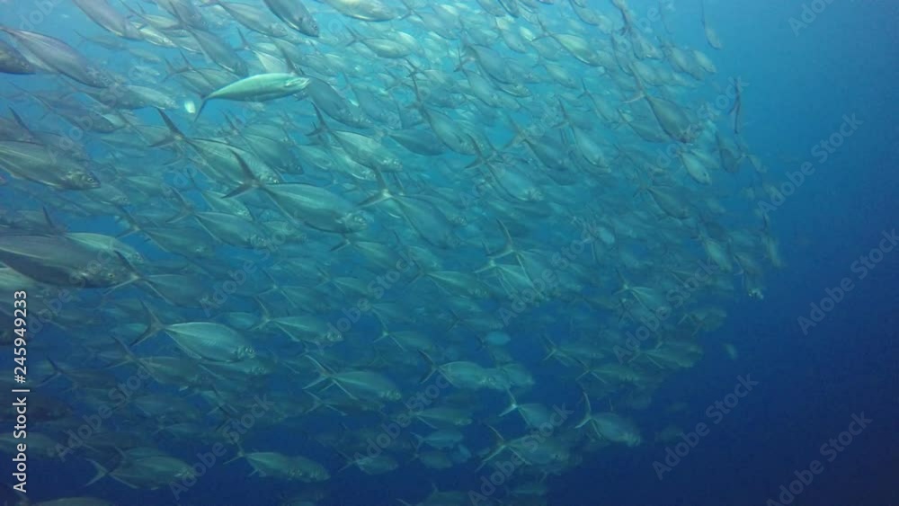 Tuna and sardines fish Tuna and sardines fish