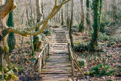 path in the forrest