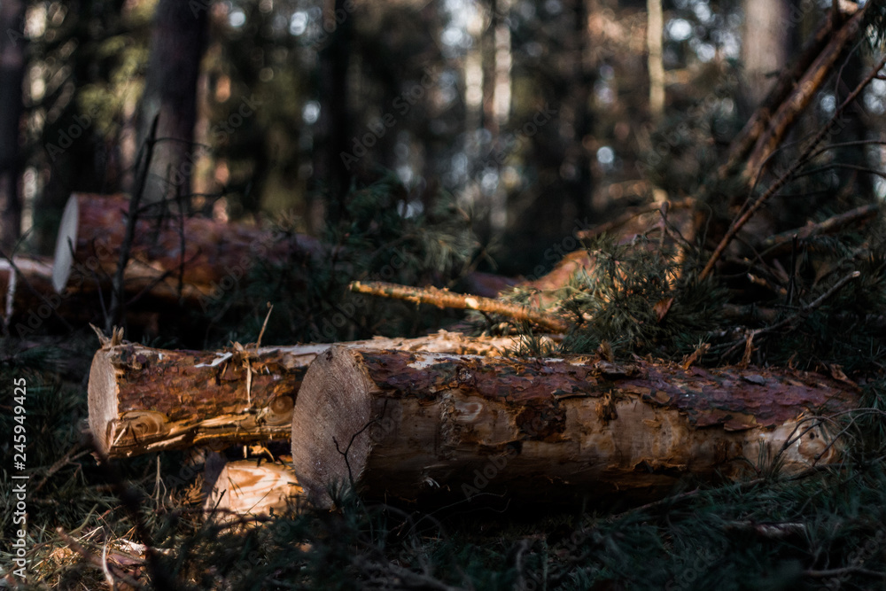 Obraz premium stump in the forest