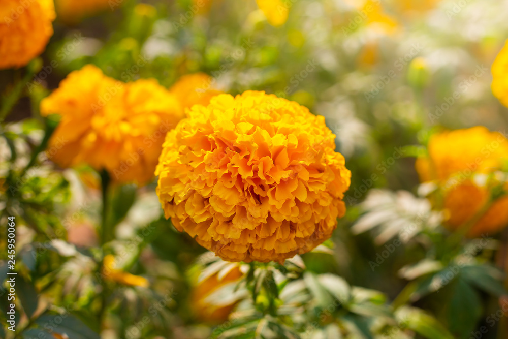 Marigold field, Yellow flowers. Natural background.
Marigold field, Yellow flowers. Natural background.
