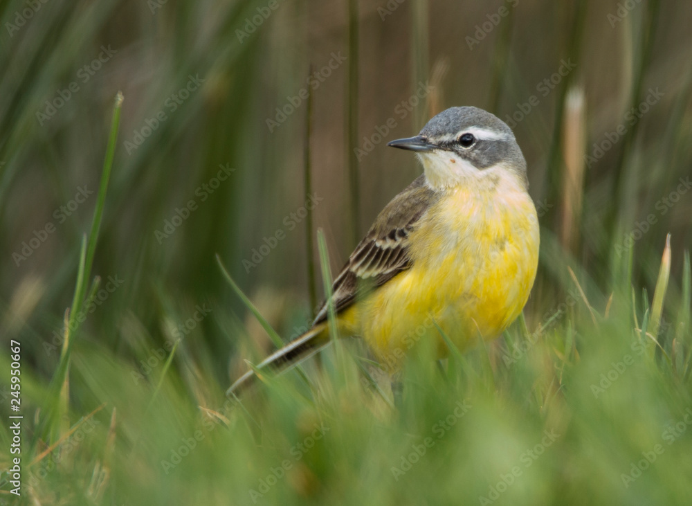 Fototapeta premium Yellow Wagtail, Motacilla flava