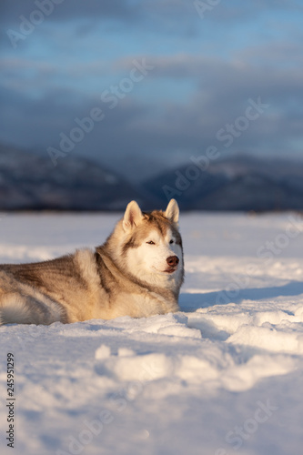 Beautiful and prideful siberian husky dog lying in the snow field in winter