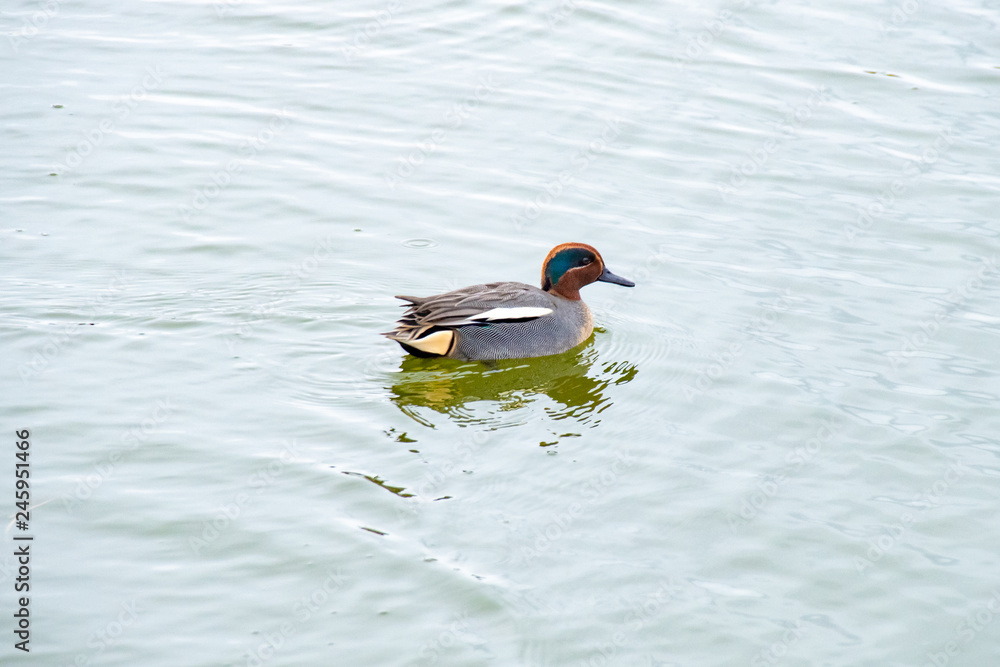 水上のコガモ Kogamo, Eurasian teal, on the pond in Japan. 水上のコガモ Kogamo, Eurasian teal, on the pond in Japan.