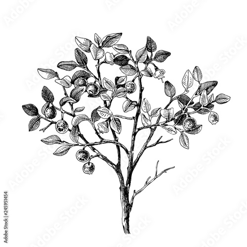 Hand drawn bilberry bush