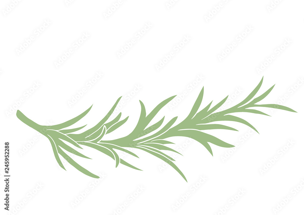 Rosemary herbal illustration