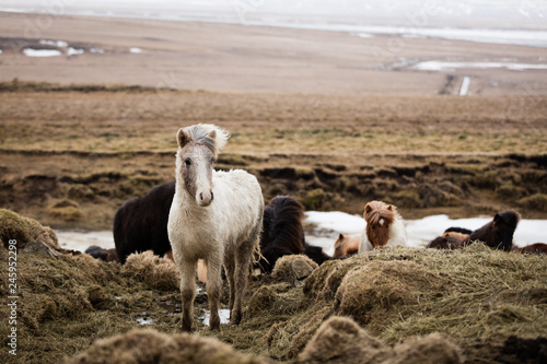 Fototapeta Naklejka Na Ścianę i Meble -  Islandpferde in freier Natur