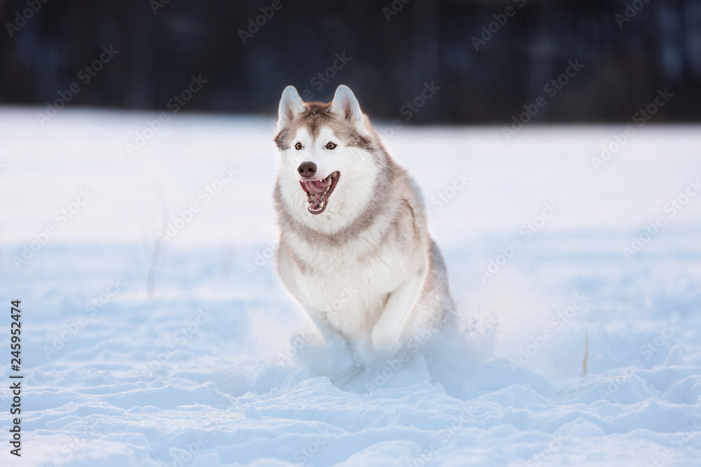 Crazy, happy and cute beige and white dog breed siberian husky running on the snow path in the field