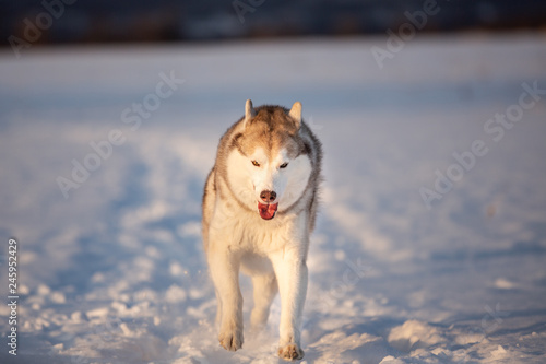 Crazy  happy and cute beige and white dog breed siberian husky running on the snow path in the winter field.