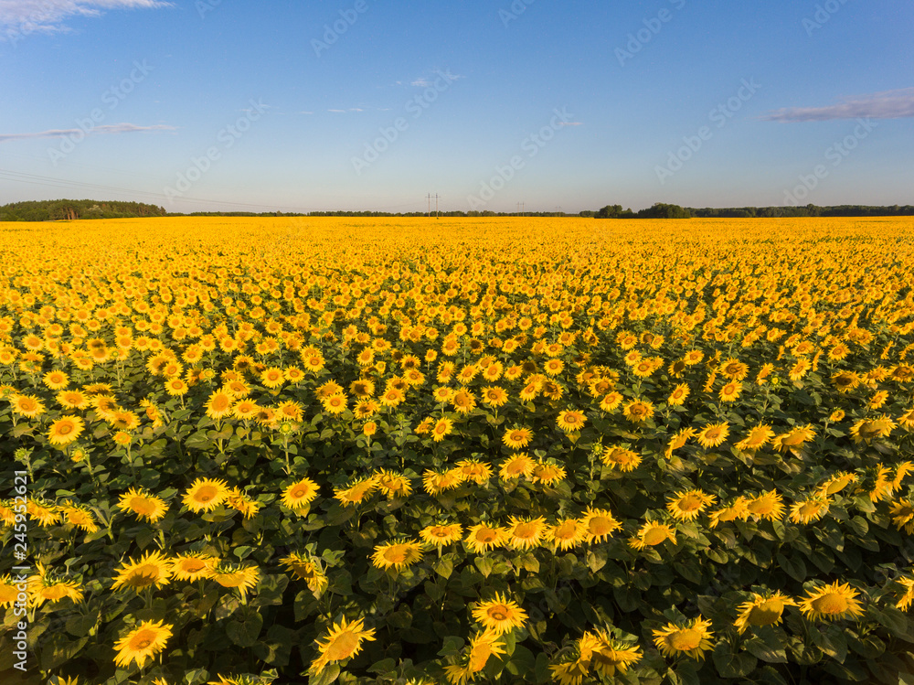 open field of blooming yellow sunflowers