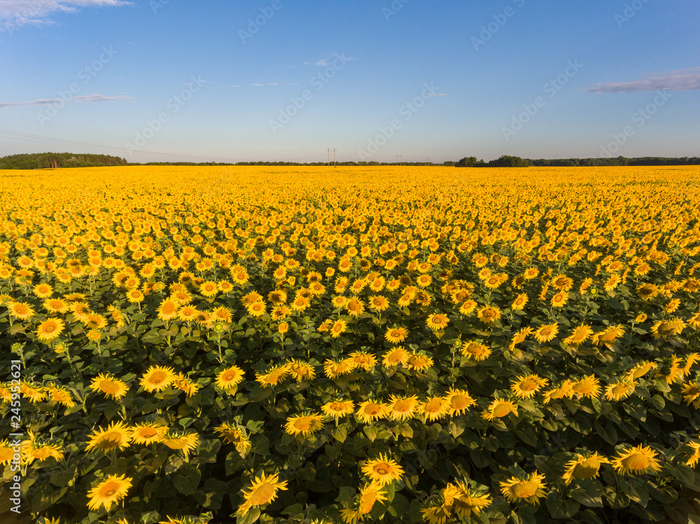 Fototapeta premium open field of blooming yellow sunflowers
